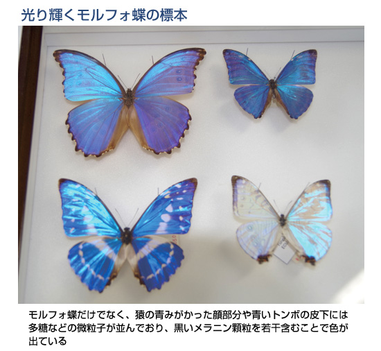 光り輝くモルフォ蝶の標本
