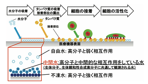 材料-生体成分の接触界面における水分子の役割